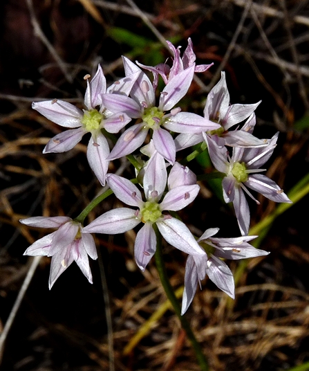{Allium speculae}